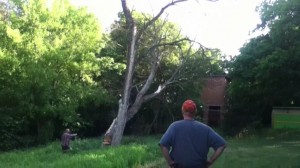 tree